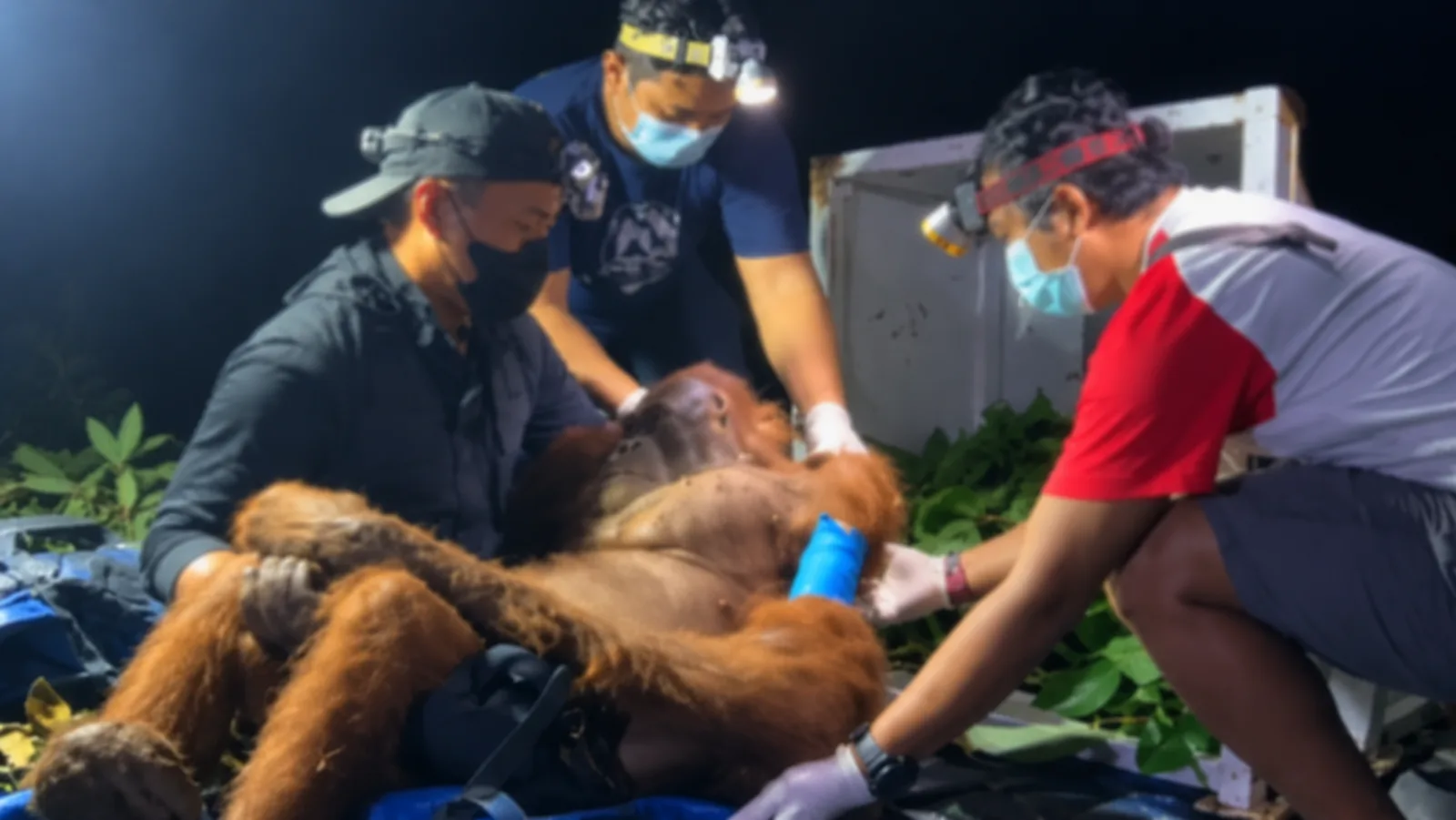 Induk dan Bayi Orangutan Terluka Diselamatkan dari Lokasi Karhutla di Kotawaringin Timur