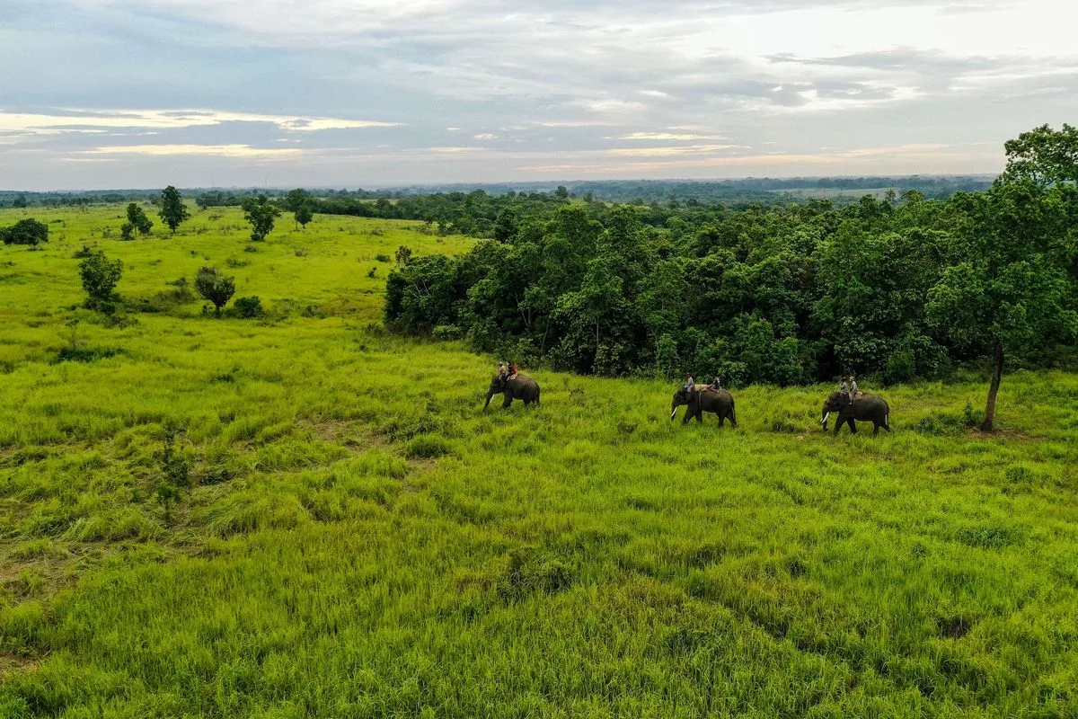 Karhutla Landa Taman Nasional Way Kambas, Api Bakar Jalur Perlintasan Gajah
